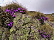 19 Primula hirsuta (Primula irsuta)